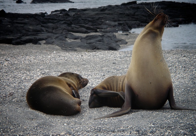 mas sea lion